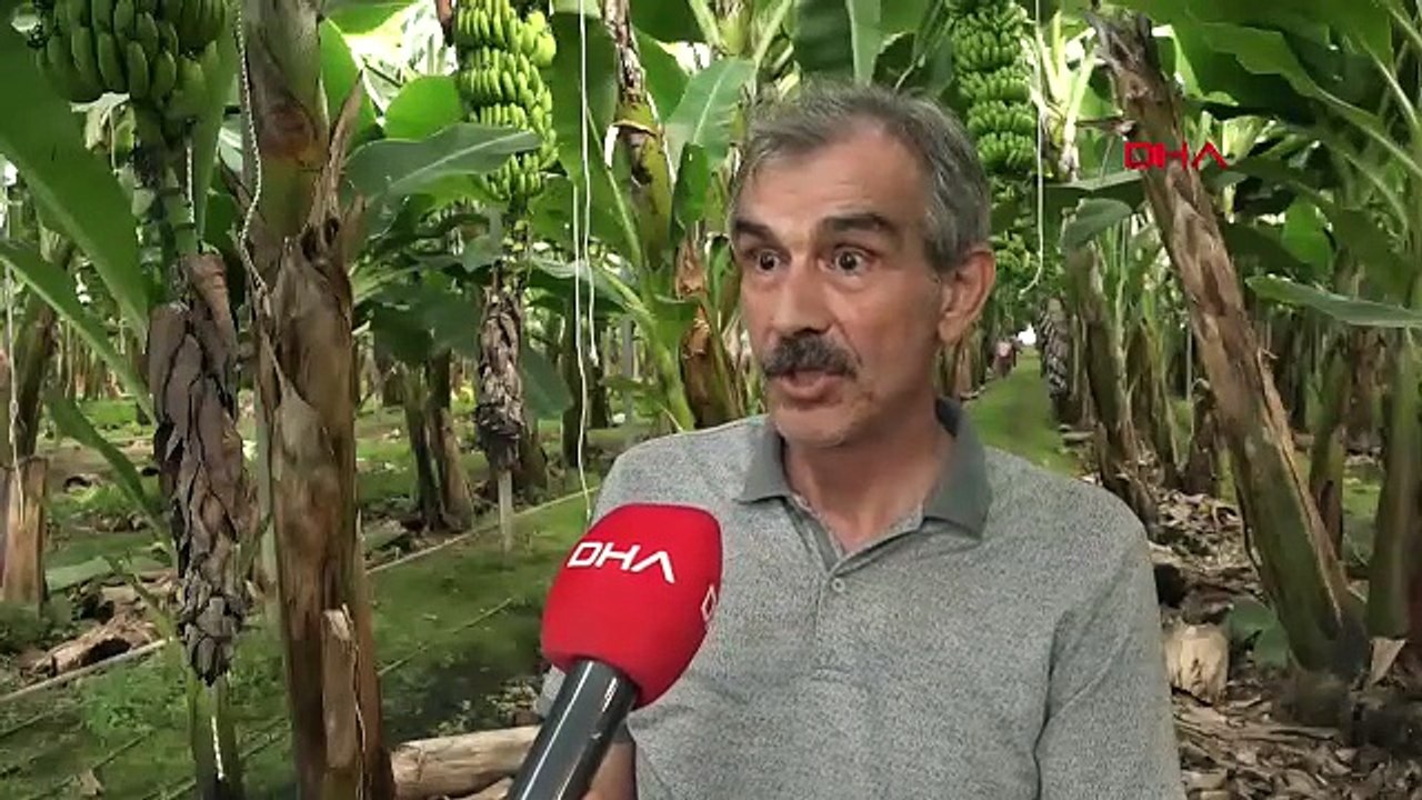 Antalya'da muz sezonu; hasat başladı