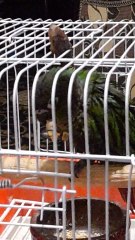 What should I do with him eating bread?