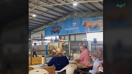 Top-priced Charolais bull selling at Palgrove