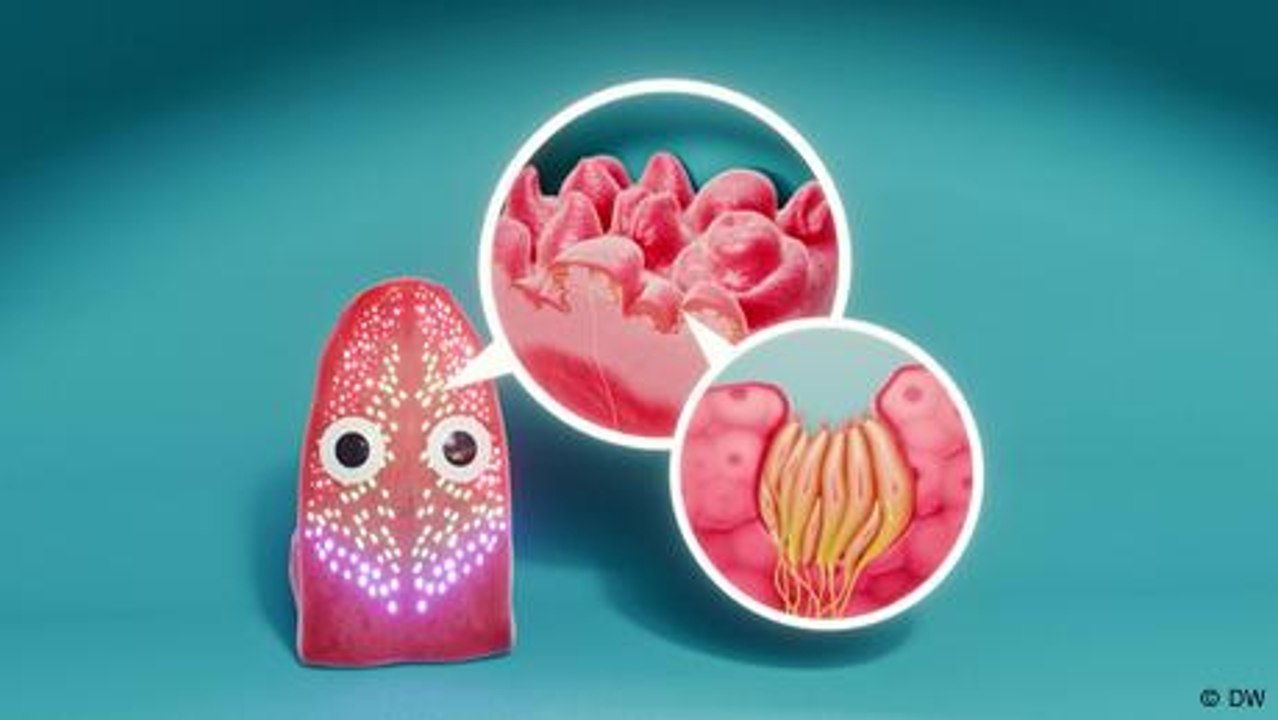 Die Zunge - was macht sie in unserem Mund?