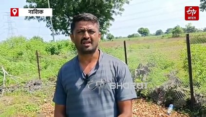 नाशिक जिल्ह्यातील शेतकऱ्यांना कांद्यानं रडवलं, भाव नसल्यानं 25 क्विंटल कांदा दिला फेकून