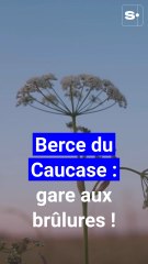 La "berce du Caucase", une plante invasive phototoxique ultra dangereuse pour vos enfants et vos animaux
