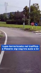 Lupo terrorizzato nel traffico a Pesaro: zig-zag tra auto e tir