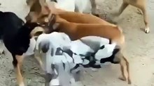 köpek kavga