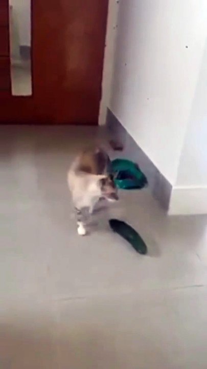 kedi korkuyor