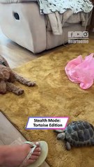 Tortoise Sneak Attack: Toe Bite Turns Into Hilarious Chaos 🐢😂