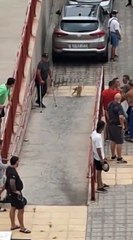 Riña entre dos grupos en Las Palmas. Redes Sociales