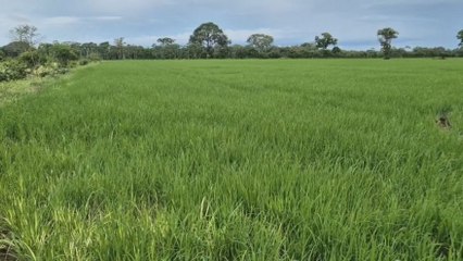 Arroceros preocupados por altos costos de producción