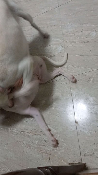 dog fights