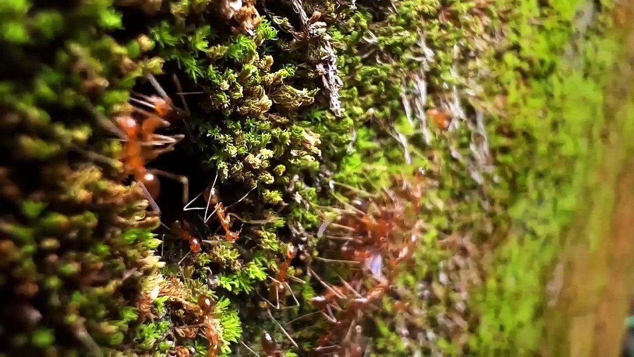 Amazon Jungle Ke Sabse Khatarnaak Janwar | अमेज़न से जुड़े चौंकाने वाले रहस्य #AmazonRainforest