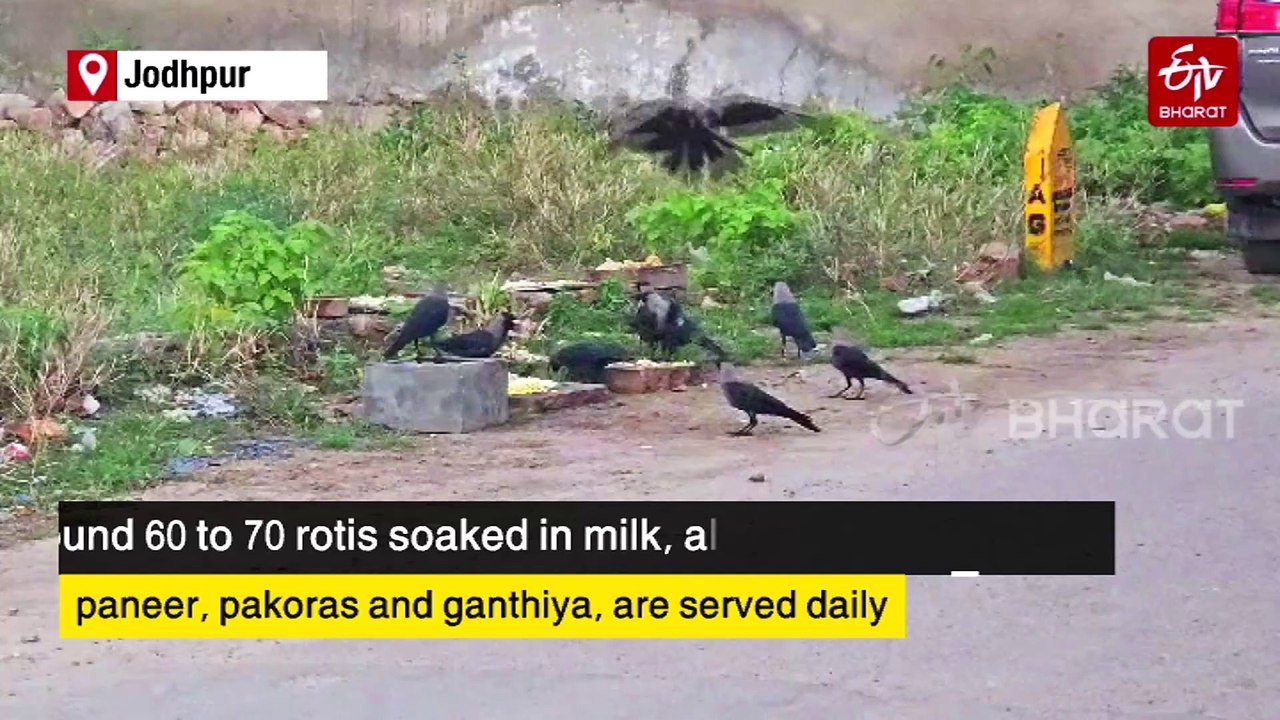 Jodhpur Couple Nurtures Hundreds Of Crows For 15 Years