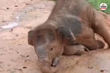 वायरल हुआ नन्हे हाथी का प्यारा वीडियो