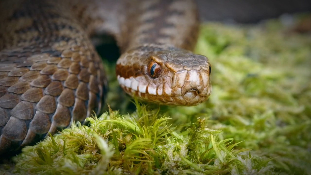 King Cobra