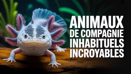 Top 5 des Animaux de Compagnie INSOLITES (qui vont vous surprendre !)