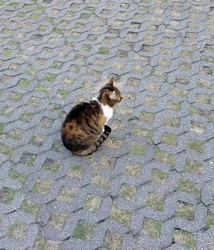 OOO! Other cats must have been here :) #shorts #funnycats #funnyanimals #cutecats #funnyanimals #fyp