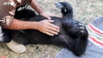 Un cucciolo di gorilla scoperto all'aeroporto di Istanbul e' pronto a tornare in Nigeria