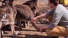 Kangaroo diaries only in Australia 🇦🇺