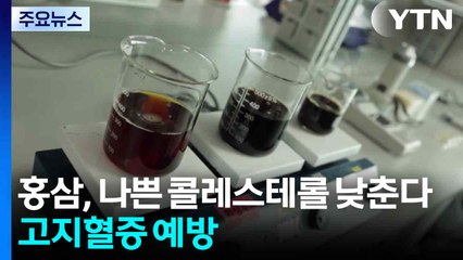 "홍삼, 나쁜 콜레스테롤 낮춘다...고지혈증 예방 가능성 입증" / YTN