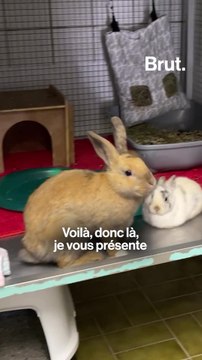 Ils accueillent des lapins abandonnés