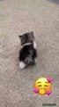 🐱 Funny cat videos | cute cats | Try not to laugh | Cat videos Compilation #shorts 🐈
