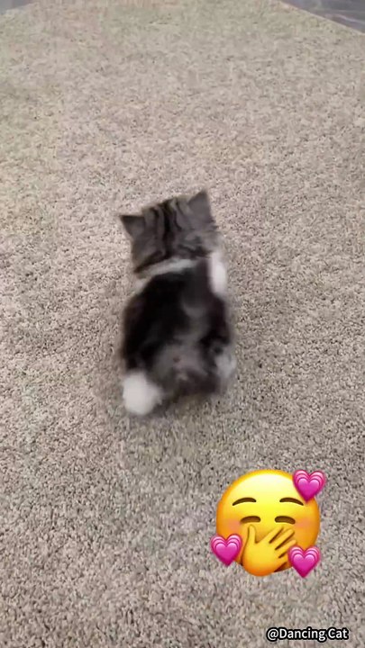 🐱 Funny cat videos | cute cats | Try not to laugh | Cat videos Compilation #shorts 🐈