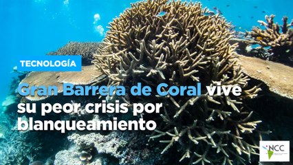 Gran Barrera de Coral vive su peor crisis por blanqueamiento