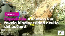 Expedición Atlántico Sur revela biodiversidad oculta del océano