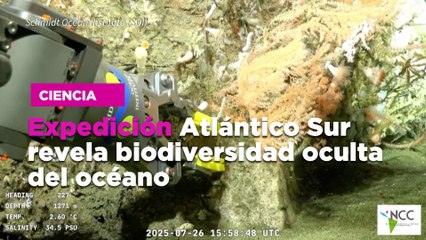 Expedición Atlántico Sur revela biodiversidad oculta del océano
