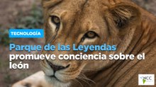 Parque de las Leyendas promueve conciencia sobre el león