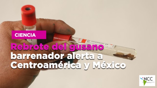 Rebrote del gusano barrenador alerta a Centroamérica y México