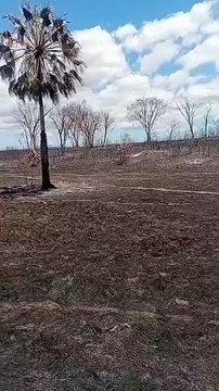 fogo-destroi-areas-de-pasto-fazenda-crateus