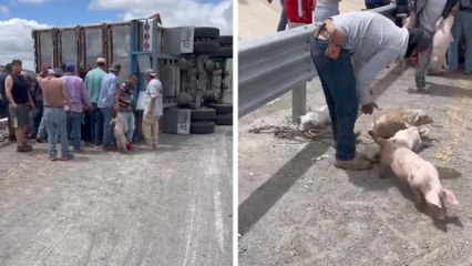 San Luis Potosí: Camión con cerdos vuelca y aprovechan para robar a los animales