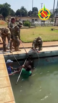 Momento do resgate de uma das capivaras