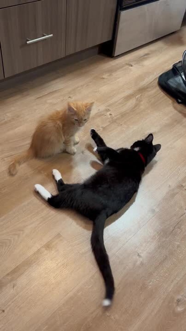 ⁣Orange Kitten Sneak Attacks on Tuxedo Kitten