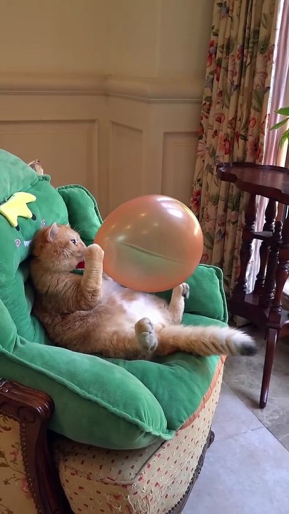 #CatPlaying #CuteCatVideos Watch my adorable cat enjoy her cutest playtime ever — chasing yarn and playing with her favorite ball! From funny pounces to heart-melting moments, this video is packed with pure joy and playful energy.  If you love relaxing,