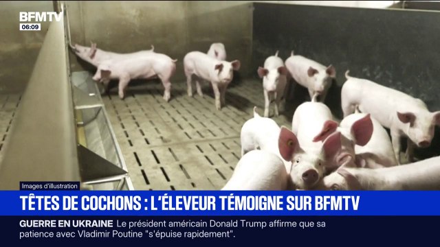 C'est loin de mes idéaux : l'éleveur qui a vendu les têtes de cochon qui ont été déposées devant des mosquées parisiennes témoigne