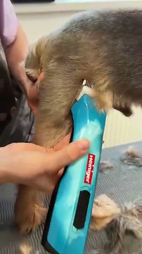 Something low maintenance, please