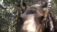 An enormous moose approaches the camera and get petted