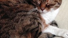 Lazy Cat Morning: Please Mom, 5 More Minutes in Bed 😻🛏️ #shorts #cat #funny #funnycats #cute #cutecats #viralcats #fyp
