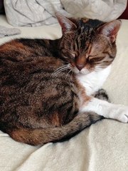 Lazy Cat Morning: Please Mom, 5 More Minutes in Bed 😻🛏️ #shorts #cat #funny #funnycats #cute #cutecats #viralcats #fyp