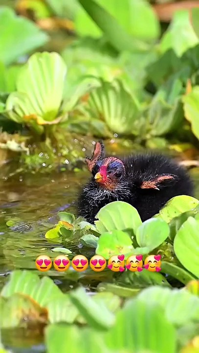 obsessed with this cutie! his little wingys