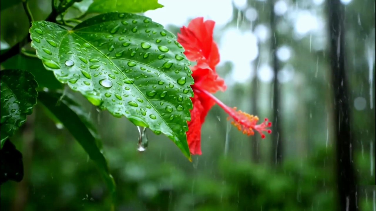 Relaxing Drizzle Rain Sounds ASMR for Stress Relief and Focus #ASMR