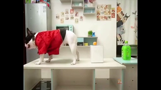 Hilarious Animal Funny Videos That Will Make You Laugh Non Stop