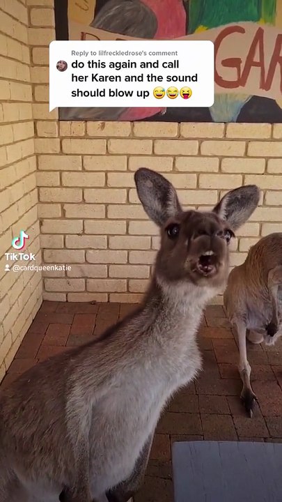 Kangaroo diaries only in Australia 🇦🇺