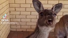 Kangaroo diaries only in Australia 🇦🇺