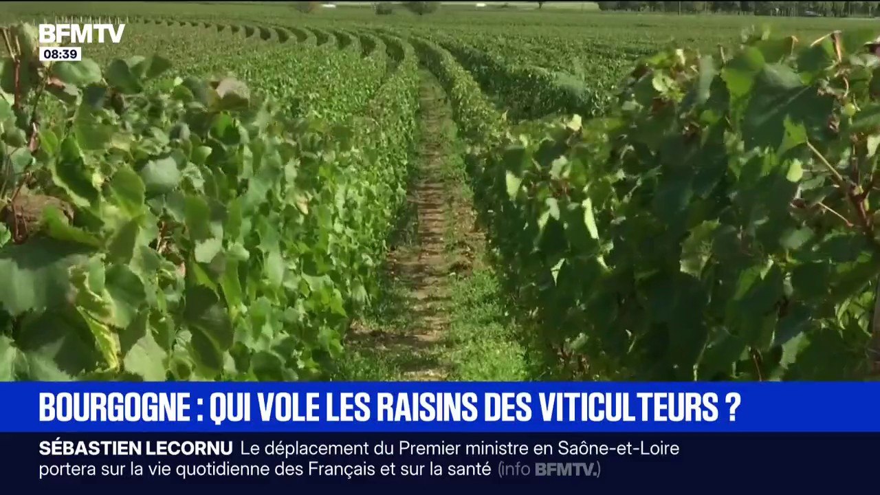 "On a travaillé un an dessus": en Bourgogne, des viticulteurs se font voler du raisin