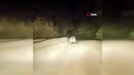 Karacabey’de sürücü dağ yolunda ayıyla karşılaştı