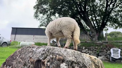 Lamb Doesn_t Want Cat On Her Rock(1080P_HD)