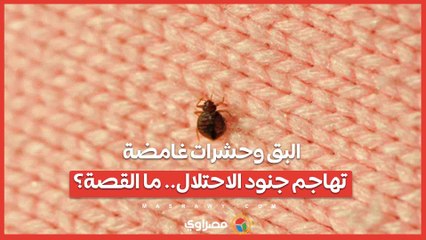 البق وحشرات غامضة تهاجم جنود الاحتلال.. ما القصة؟