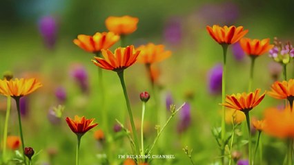 Relaxing Piano Music: Romantic Music, Beautiful Relaxing Music, Sleep Music, Stress Relief